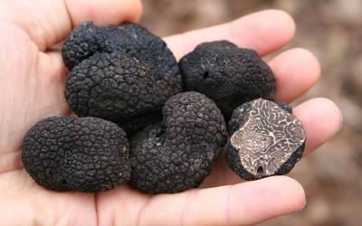 Szakmai tájékoztató a szarvasgomba célú erdőtelepítésről és a kapcsolódó pályázatról