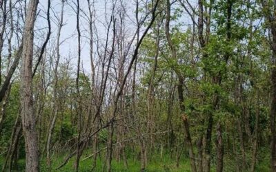 Újkeletű erdőkárok tölgyes erdeinkben – a jelenség és megoldások