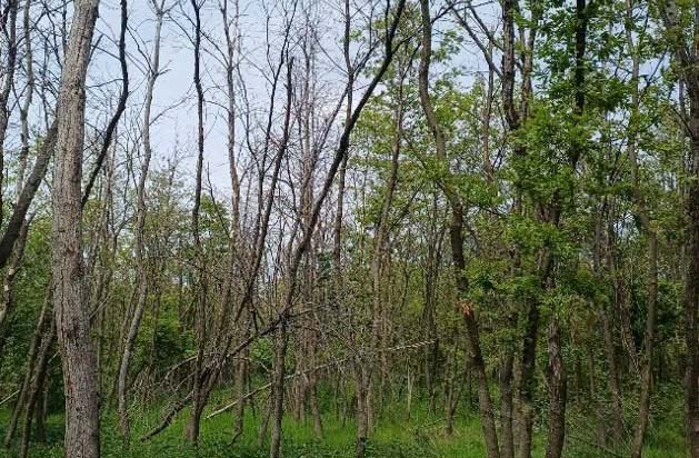Újkeletű erdőkárok tölgyes erdeinkben – a jelenség és megoldások